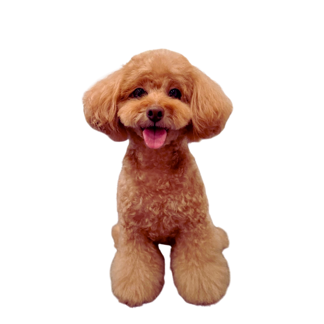 ドッグフェイス３Dカスタムプリント (Dog Face 3D Print)